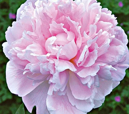 Sarah Bernhardt Peony Bareroot – 2-3 Eye, Pink Double Blooms, Fragrant - Image 1