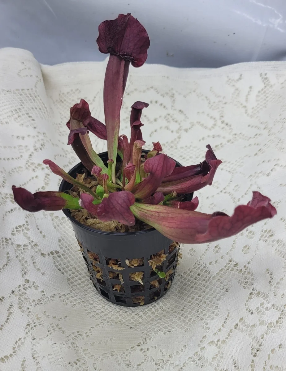 Sarracenia Catesbaei Pitcher Plant - Live Carnivorous Plant, 3.75 inch pot, Indoor - Image 1