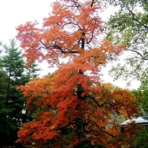 Sassafras Bare Root Seedlings - 2 Live Plants, 1-2 ft Tall, Outdoor Tree - Image 1