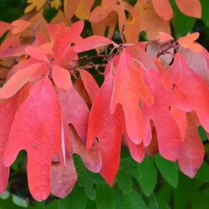 Sassafras Live Plant – Quart Pot – Aromatic Deciduous Tree – Outdoor - Image 2