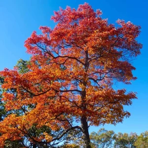 Sassafras Live Plant – Quart Pot – Aromatic Deciduous Tree – Outdoor - Image 4