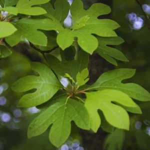 Sassafras Live Plant – Quart Pot – Aromatic Deciduous Tree – Outdoor - Image 7