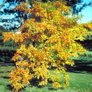 Sassafras Live Plant – Quart Pot – Aromatic Deciduous Tree – Outdoor - Image 8