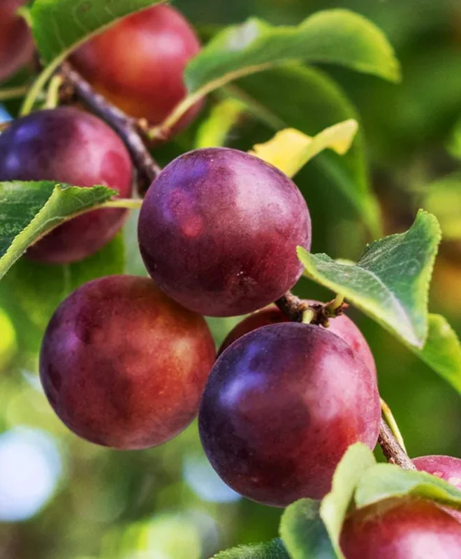 Satsuma Plum Tree Live Plant - 2-3 ft Tall - Sweet Red Flesh Fruit - Image 1