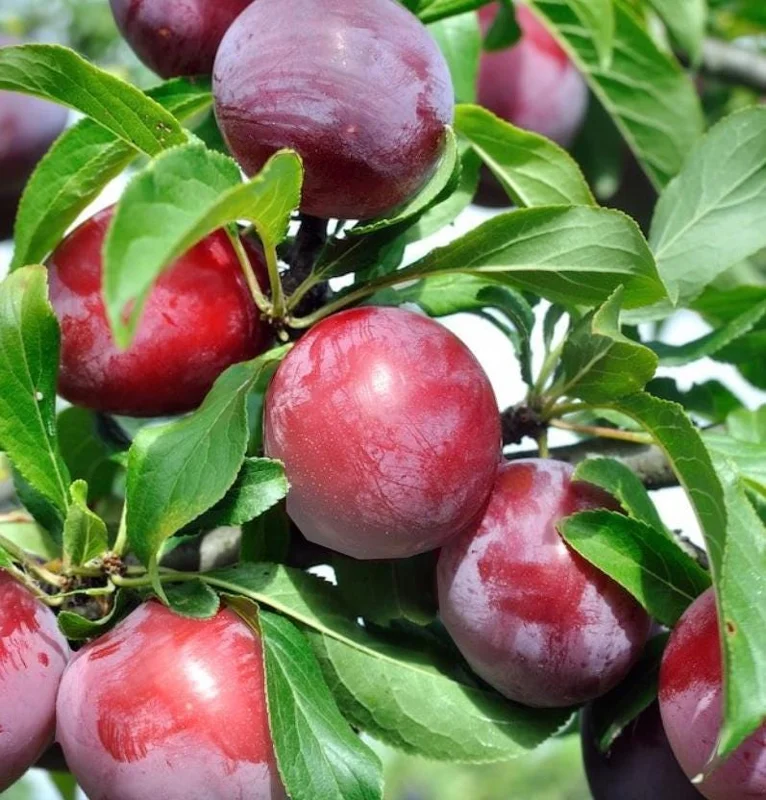 Satsuma Plum Tree Live Plant - 2-3 ft Tall - Sweet Red Flesh Fruit - Image 2