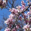 Saucer Magnolia Live Plant – 2 Plants, Pink/White Blooms, 2.5" Containers - Image 1