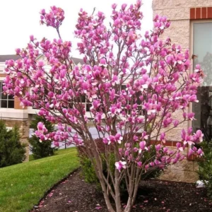 Saucer Magnolia Rooted Cuttings - 2 Bare Root Plants, 8-12 inches, Outdoor Tree - Image 2