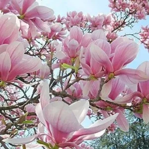 Saucer Magnolia Rooted Cuttings - 2 Bare Root Plants, 8-12 inches, Outdoor Tree - Image 1