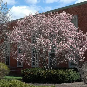 Saucer Magnolia Soulangeana Live Plant – Pink & White Blooms, 6-12 inches, 2.5 inch pot - Image 10