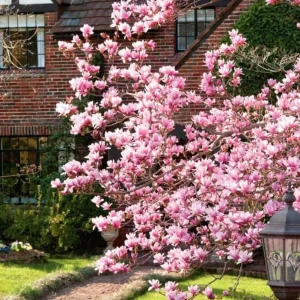 Saucer Magnolia Soulangeana Live Plant – Pink & White Blooms, 6-12 inches, 2.5 inch pot - Image 5