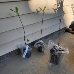 Saucer Magnolia Soulangeana Live Plant – Pink & White Blooms, 6-12 inches, 2.5 inch pot - Image 8