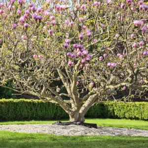 Saucer Magnolia Soulangeana Live Plant – Pink & White Blooms, 6-12 inches, 2.5 inch pot - Image 9