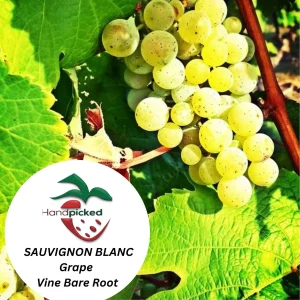 Sauvignon Blanc Grape Vine - 1 Bare Root Plant - White Wine Variety - Image 2