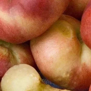 Sauzee King White Nectarine Tree - Live Plant - 2-3 Ft Tall - Ship in 3 Gallon Pot - Outdoor Fruit Tree - Image 1