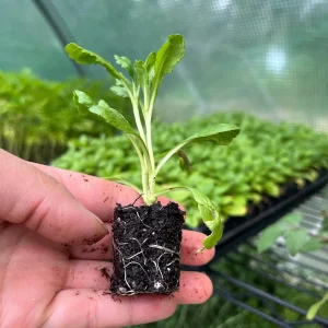 Scabiosa Live Plant - Pincushion Flower Starter Plugs - Perennial - Image 2