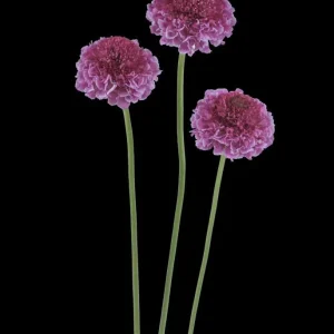 Scabiosa Live Plant - Pincushion Flower Starter Plugs - Perennial - Image 5