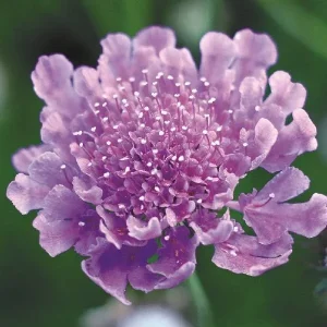 Scabiosa Live Plant - Pincushion Flower Starter Plugs - Perennial - Image 8