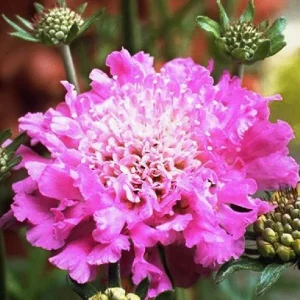 Scabiosa Live Plant - Pincushion Flower Starter Plugs - Perennial - Image 9