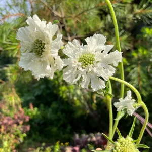 Scabiosa Pincushion Flower Starter Plant - Perennial Live Plant for Pollinators - Image 10