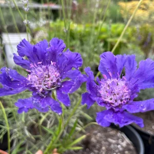 Scabiosa Pincushion Flower Starter Plant - Perennial Live Plant for Pollinators - Image 1