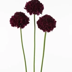 Scabiosa Pincushion Flower Starter Plant - Perennial Live Plant for Pollinators - Image 4