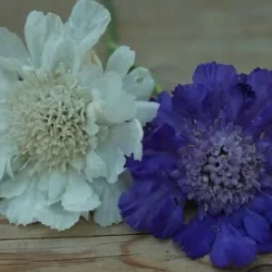 Scabiosa Pincushion Flower Starter Plant - Perennial Live Plant for Pollinators - Image 6