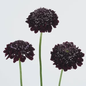 Scabiosa Pincushion Scoop Series Starter Plant Live, 1