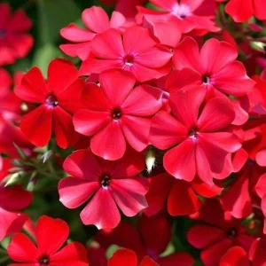 Scarlet Flame Creeping Phlox Live Plant - Red Flowers, Groundcover, 4