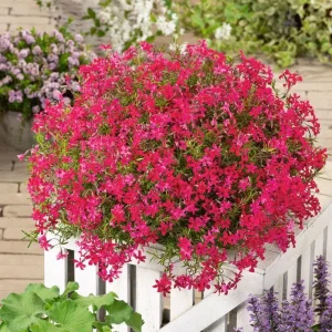 Scarlet Flame Creeping Phlox Live Plant - Red Flowers, Groundcover, 4" Pot - Image 1