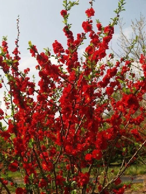 Scarlet Storm Flowering Quince Live Plant - Thornless, Red Blooms, Drought Tolerant - Image 2