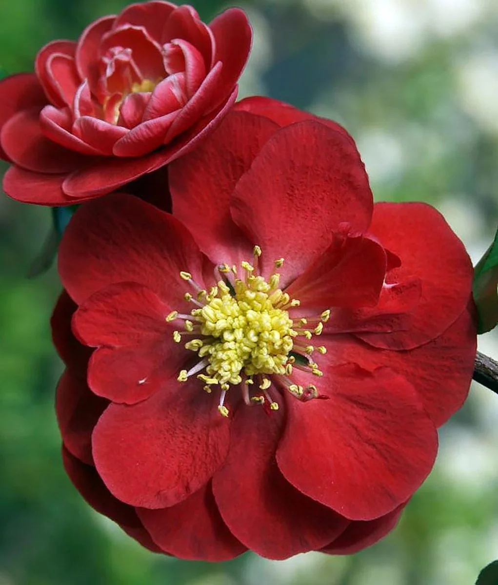 Scarlet Storm Flowering Quince Live Plant - Thornless, Red Blooms, Drought Tolerant - Image 1