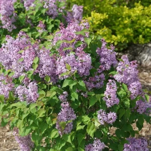 Scentara Pura Lilac Live Plant – Fragrant Hyacinthiflora – 4 inch Pot – Outdoor Shrub - Image 2