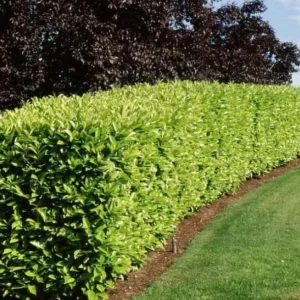 Schip Laurel Live Plant 6-10 Inches Tall, 3in Pot - Evergreen Shrub for Hedges - Image 2