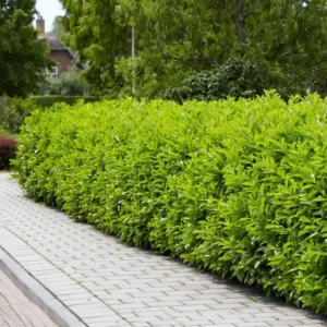 Schip Laurel Live Plant 6-10 Inches Tall, 3in Pot - Evergreen Shrub for Hedges - Image 3