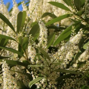 Schip Laurel Live Plant 6-10 Inches Tall, 3in Pot - Evergreen Shrub for Hedges - Image 1