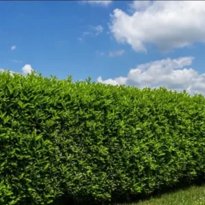 Schip Laurel Live Plant 6-10 Inches Tall, 3in Pot - Evergreen Shrub for Hedges - Image 4