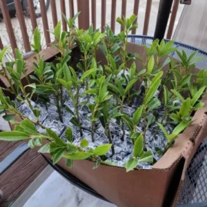 Schip Laurel Live Plant 6-10 Inches Tall, 3in Pot - Evergreen Shrub for Hedges - Image 6