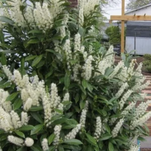 Schip Laurel Live Plant – 6-10" Tall Evergreen Shrub – 2.5" Pot – Outdoor - Image 2