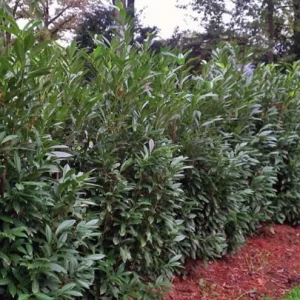 Schip Laurel Live Plant – 6-10