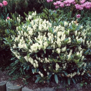 Schip Laurel Live Plant – 6-10" Tall Evergreen Shrub – 2.5" Pot – Outdoor - Image 1