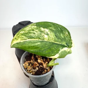 Scindapsus Jade Satin Variegated Live Plant - Rare Potted Houseplant - Image 1