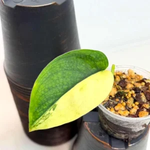 Scindapsus Jade Satin Variegated Live Plant - Rare Tropical Houseplant in Nursery Pot - Image 3