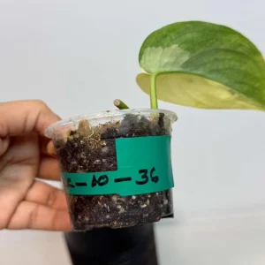 Scindapsus Jade Satin Variegated Live Plant - Rare Tropical Houseplant in Nursery Pot - Image 4