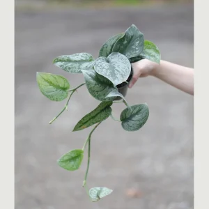 Scindapsus Pictus Exotica Live Plant - Silver Pothos Vining Plant - 4 inch Nursery Pot - Indoor - Image 1