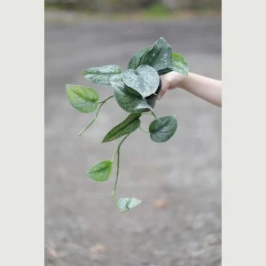 Scindapsus Pictus Exotica Live Plant - Silver Pothos Vining Plant - 4 inch Nursery Pot - Indoor - Image 4