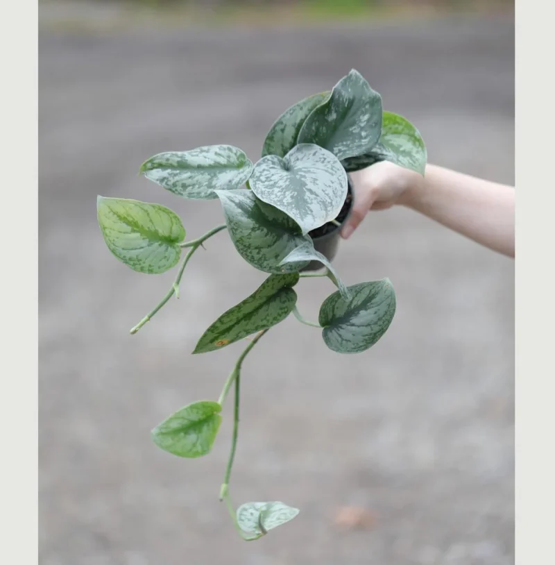 Scindapsus Pictus Exotica Live Plant - 4" Nursery Pot