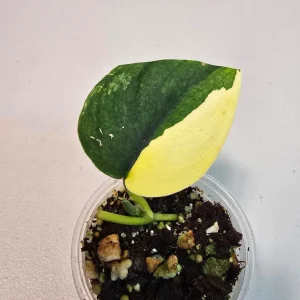 Scindapsus Pictus 'Jade Satin' Variegated Live Plant – Indoor Potted Plant - Image 1