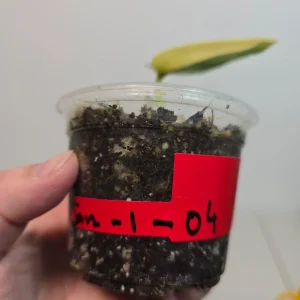 Scindapsus Pictus 'Jade Satin' Variegated Live Plant – Indoor Potted Plant - Image 4