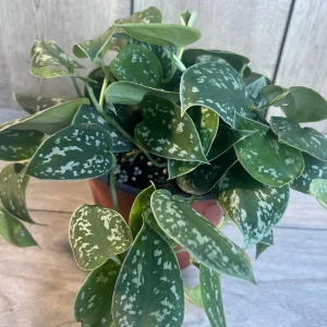 Scindapsus Silver Cloud Live Plant – 6 inch Pot – Potted Houseplant Indoor - Image 4