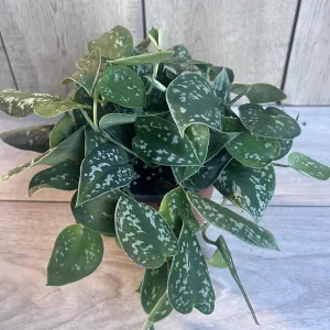 Scindapsus Silver Cloud Live Plant – 6 inch Pot – Potted Houseplant Indoor - Image 7